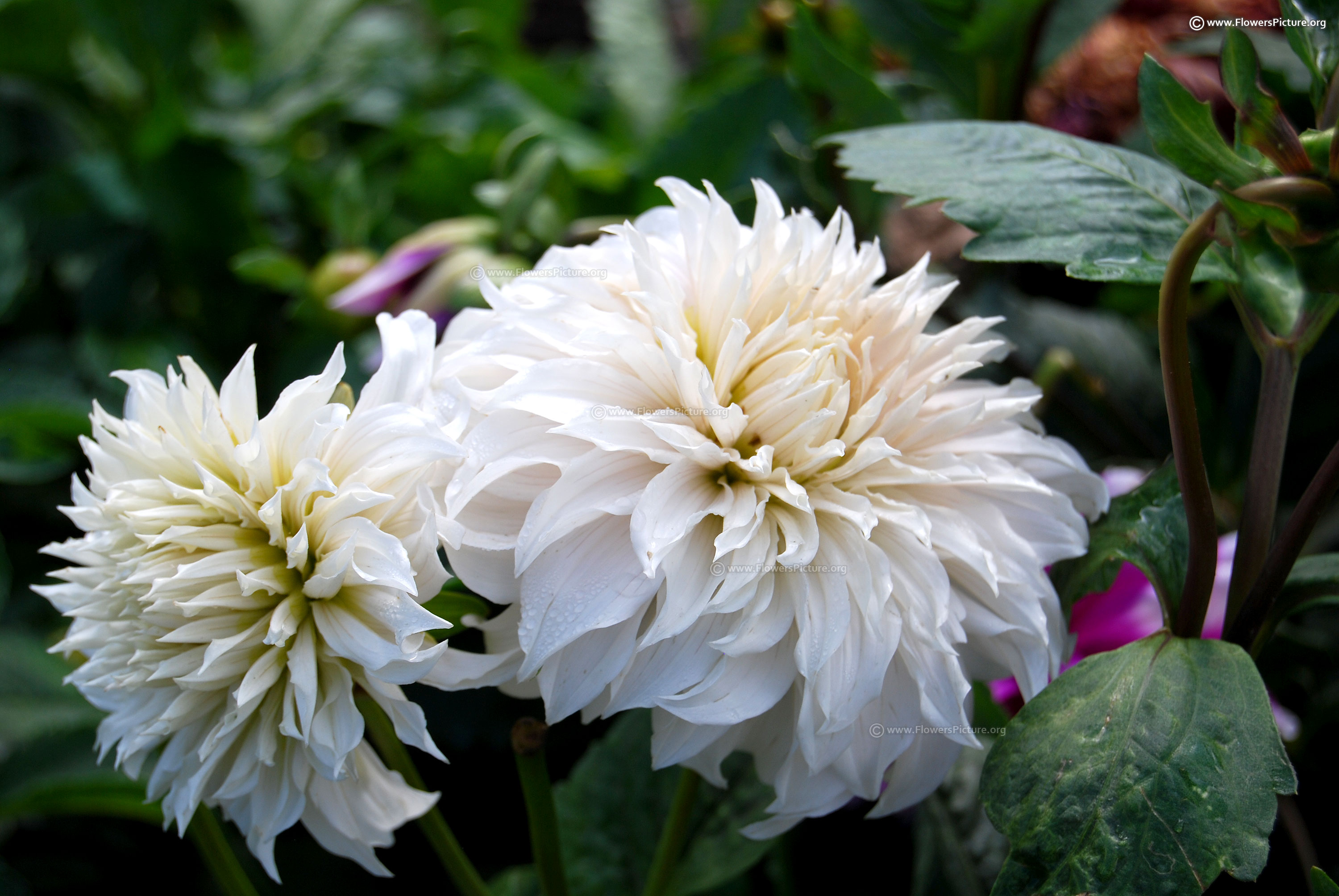 White flowers with names