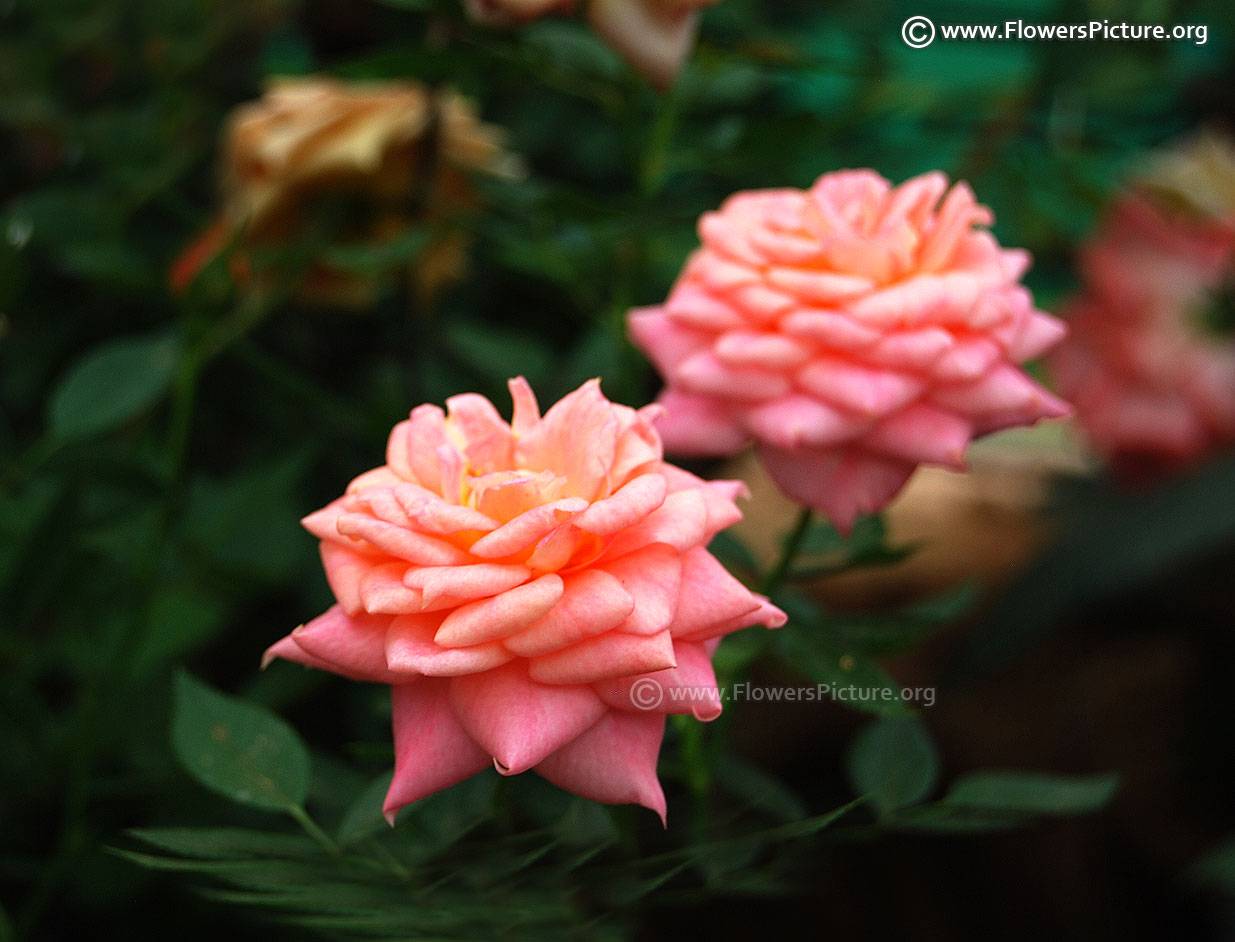 Peach color flowers