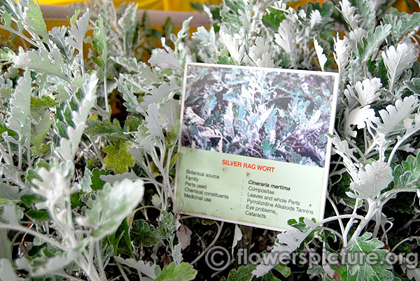 Silver ragwort