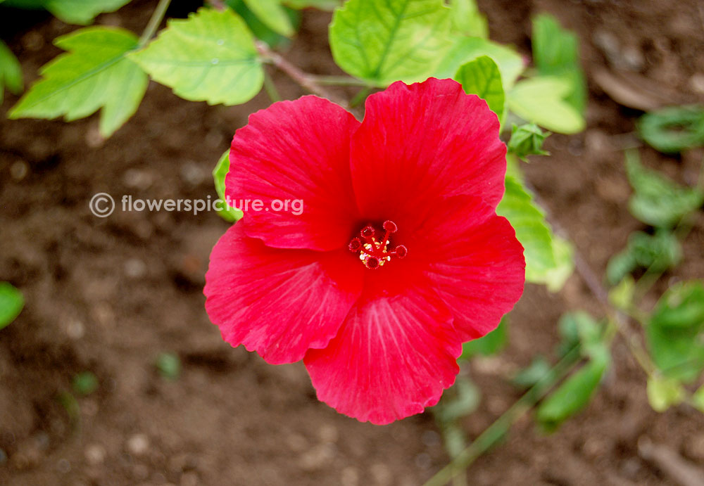 Eva Mathiassen: List Of Flowers In Tamil Nadu : Cannonball_Tree ...