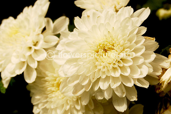 Chrysanthemum White single