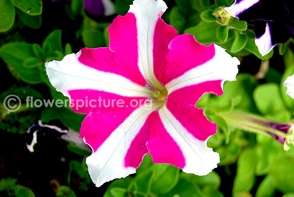 Petunia ultra star flower