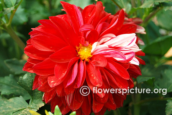 Red and white variegated dahlia