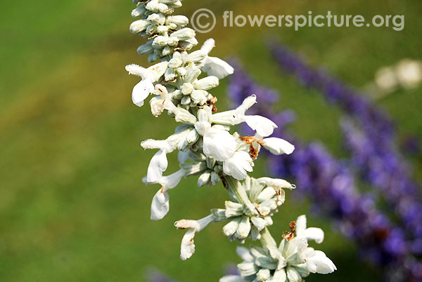 Salvia farinacea white