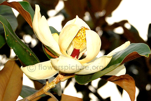 Southern magnolia buds